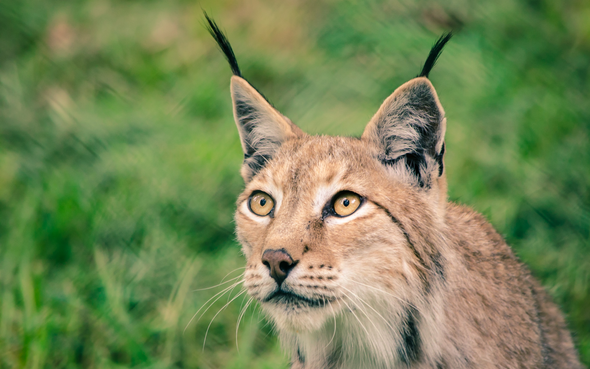 Der Luchs